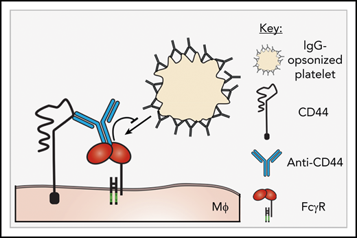 Proposed mechanism of anti-CD44-mediated FcγR inhibition. A proposed mechanism for anti-CD44–mediated inhibition of macrophage FcγRs. Anti-CD44’s antigen-binding region engages with CD44, and the Fc region of anti-CD44 binds to adjacent FcγRs, mediating blockade/inhibition of the FcγRs. Objects are not to scale. MΦ, macrophage.