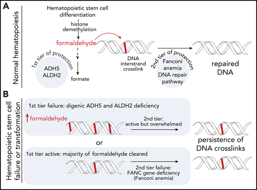 Differentiation of HSCs creates formaldehyde, which is highly reactive and forms DNA ICLs and other DNA and protein adducts. (A) Normal hematopoiesis. The majority of the formaldehyde is detoxified by the first tier of protection including ADH5, ALDH2, and possibly other enzymes active in HSCs. The leftover DNA crosslinks are repaired by the FA-repair pathway (second tier of protection) resulting in normal hematopoiesis. (B) HSC failure or transformation. Either of the tiers may fail leading to overlapping cellular and patient phenotypes including bone marrow failure, myelodysplastic syndrome, and leukemia. DNA damage in cells deficient for both ADH5 and ALDH2 (ADH5−/−ALDH2*2/+) seems to overwhelm the FA DNA-repair pathway, and patients present with a syndrome akin to FA but with a negative chromosome breakage test upon treatment with DEB or MMC. In FA, the first tier of protection works, but even the low levels of reactive aldehydes, when not cleared from the DNA, cause HSC demise.
