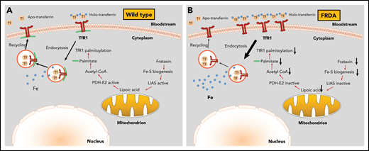 Mechanism for cellular iron overload in FRDA. (A) In wild-type cells, the presence of intact Fe-S assembly machinery allows proper TfR1 palmitoylation, plasma membrane expression, and iron uptake function. (B) In FRDA cells, frataxin deficiency impairs Fe-S biogenesis and inactivates LIAS, inhibiting lipoic acid synthesis. Because lipoic acid is an essential cofactor of the pyruvate dehydrogenase E2 subunit (PDH-E2), these responses limit acetyl-CoA production by PDH and subsequent fatty acid biosynthesis. In the absence of sufficient palmitate, TfR1 fails to undergo palmitoylation and accumulates on the plasma membrane. Moreover, the lack of TfR1 palmitoylation increases endocytosis of transferrin-TfR1 complexes and delays recycling of transferrin, which results in iron overload.
