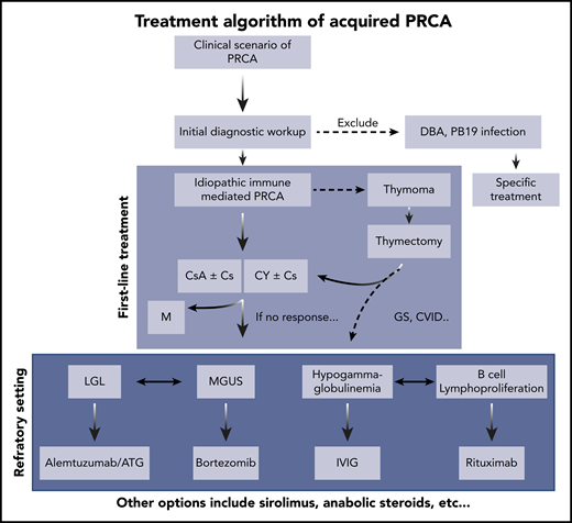 Treatment algorithm of acquired PRCA. Cs, corticosteroids; CY, cyclophosphamide; M, maintenance; MGUS, monoclonal gammopathy of undetermined significance; PB19, parvovirus B19.