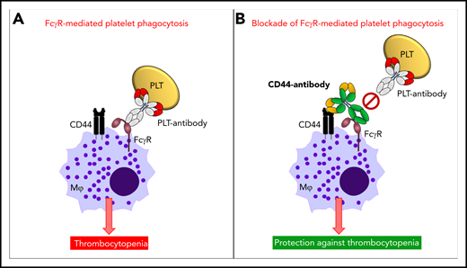 Mechanism of anti-CD44 in protecting against antibody-mediated platelet destruction in ITP. In ITP, antiplatelet autoantibodies opsonize platelets, and these opsonized platelets, through the antibody-Fc region, are recognized by FcγRs on the surface of macrophages. This results in FcγR-mediated platelet phagocytosis by macrophages and in platelet clearance from the circulation resulting in thrombocytopenia (A). Anti-CD44 coengages CD44, as well as FcγRs, on the cell surface of macrophages (in cis), with the anti-CD44 Fc region blocking the macrophage FcγR (Kurlander phenomenon). This prevents FcγR-mediated platelet phagocytosis by macrophages and thus protects against platelet clearance from circulation and development of thrombocytopenia (B). PLT, platelet.