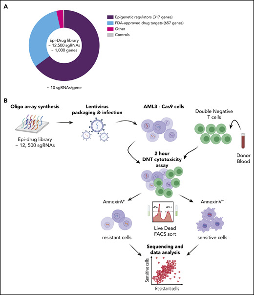 CRISPR-Cas9–mediated DNT cytotoxicity screen reveals gene targets for DNT therapy in AML. (A) Pie chart illustrates the composition of the epidrug sgRNA library that contains ∼1000 genes. “Other” refers to m6A-related genes (eg, METTL3, METTL14, ALKBH5, YTHDF1). (B) Experimental design of the in vitro CRISPR screen with AML3 cells. An epigenetic drug library with ∼12 500 sgRNAs was cloned into lentiviral constructs and Cas9-expressing AML3 cells were transduced and selected with the library at an MOI ∼ 0.3. Ten days postinfection, transduced AML3 cells were cocultured with DNTs for 2 hours, which resulted in 40% to 50% Annexin V staining of target cells. Annexin V+ and Annexin V− AML cells were subsequently sorted using FACS. Two independent experiments were performed, and samples were collected for PCR amplification followed by NGS. The data were analyzed by MAGeCK.