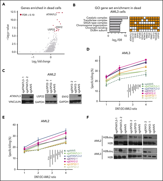 Members of the SAGA complex regulate susceptibility of AML cells to DNT-mediated cytotoxicity. (A) Volcano plot of all genes enriched in dead (Annexin V+) AML3 cells after DNT treatment. X-axis represents the log2-transformed fold changes in normalized sgRNA tag counts in dead vs live cells. Red circles denote genes that are significantly enriched (FDR ≤0.10) in dead cells; genes associated with the SAGA complex are labeled. (B) The top 6 GO gene sets represented by the 17 enriched genes in AML3 dead cells (left panel). Enriched genes in these gene sets are shown (right panel). (C) Western blot analysis of AML2 Cas9-expressing cells transduced with pairs of sgRNAs against ATXN7L3, ENY2, USP22, or AAVS (a targeting genome-wide control). (D-E) Percentage of specific killing of SAGA-deficient AML3 (D) and AML2 (E) Cas9-expressing cells following coculture with DNTs at various E:T ratios for 2 hours. These experiments were conducted independently 3 times, with similar results. (F) Immunoblot analysis of H2B ubiquitination (H2Bubq) levels in ATXN7L3, ENY2, and USP22 in AML2 and AML3-Cas9 cells. Data are the mean ± standard deviation of replicates. *P < .05, **P < .01, ***P < .001, ****P < .0001. n.s., nonsignificant.