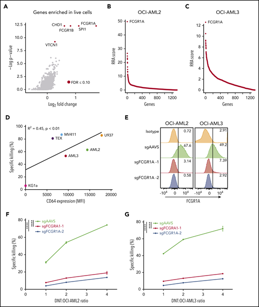 CD64 expression on AML correlates with their susceptibility to DNT-mediated cytotoxicity in vitro. (A) Volcano plot of all genes enriched in live (Annexin V−) AML3 cells following DNT treatment. X-axis represents the log2-transformed fold changes in normalized sgRNA tag counts in dead vs live cells. The gene targets with significantly enriched sgRNAs (FDR ≤0.10) in live cells are represented by red circles. (B-C) CRISPR screen of essential genes in the epidrug CRISPR library in remaining live AML cells vs untreated AML cells for AML2 and AML3 cells. Genes were rank-ordered by robust rank aggregation (RRA) scores calculated by MAGeCK24; a higher RRA score indicates genes that are enriched in LIVE cells following DNT coculture (eg, genes conferring AML susceptibility to DNTs). FCGR1A is the top-ranked gene in AML2 and AML3 cell screens. (D) CD64 expression on 6 AML cell lines was analyzed by flow cytometry. Each cell line was cocultured with DNTs for 2 hours at an E:T ratio of 2:1 in triplicates. Scatterplot depicts Pearson’s correlation coefficient for the mean killing of AML against surface CD64 expression. (E) Surface expression of CD64 by flow cytometry in AML2 and AML3 Cas9-expressing cells transduced with sgRNAs against FCGR1A and a control (sgAAVS). (F-G) Cytotoxicity assays with DNTs at various E:T ratios (2 hours) in FCGR1A-deficient AML2 cells (F) and AML3 cells (G). Experiments were repeated 3 times with similar results, and statistical significance was determined by 1-way analysis of variance with the Dunnett test for multiple comparisons. ****P < .0001. MFI, mean fluorescence intensity.