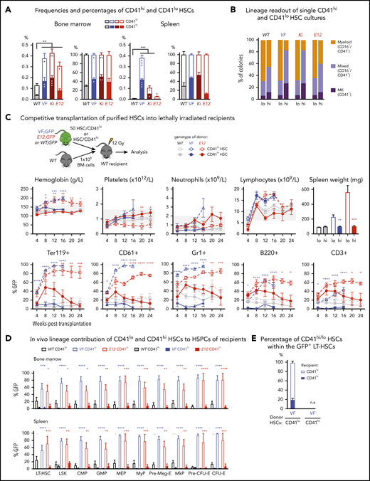 Increased frequency of CD41 expressing Mk-biased HSCs in mutant JAK2-expressing mice. (A) Frequencies (left) and percentages (right) of CD41hi and CD41lo HSCs within the phenotypic HSC compartment in BM in the indicated genotypes (n = 7 mice per genotype). Frequencies (left) and percentages (right) of CD41hi and CD41lo HSCs in the phenotypic HSC compartment in the spleen of the indicated genotype (n = 7 mice per genotype). (B) Analysis of colonies grown from a FACS-sorted single CD41hi or CD41lo HSC in liquid culture showing the percentages of colonies containing Mk (CD41+), myeloid (CD16+), or mixed (Mk and myeloid, CD41+/CD16+) cells after 10 days of culture. We plated 48 single HSCs per mouse with 3 mice per genotype in 384-well plates (ie, a total of 144 single cells per genotype) and scored each well separately after 10 days of culture. (C) Setup of transplantations with purified CD41hi and CD41lo HSC subsets into lethally irradiated recipients (n = 6 mice per cell type and genotype). Data show peripheral blood counts in recipients of CD41hi or CD41lo HSCs (top row) and donor chimerism determined as a percentage of GFP+ cells in PB (bottom row). Spleen weights of CD41hi and CD41lo HSC transplant-recipient mice at 24 weeks after transplantation are shown (top right graph). Group size: n = 6 mice per cell type and genotype. (D) Analysis of donor chimerism (percentage of GFP+ cells) in progenitor and stem cells in BM and spleen in CD41hi and CD41lo HSC transplant recipients at 24 weeks after transplantation (n = 6 mice per cell type and genotype). (E) Analysis of recipients of CD41lo HSC transplants. Stacked bar graph shows percentages of CD41lo and CD41hi HSCs in the GFP+ subset of LT-HSCs. One- or 2-way analyses of variance followed by Tukey’s multiple-comparisons test were used for multiple-group comparisons. All data are means ± standard error of the mean. *P < .05; **P < .01; ***P < .001; ****P < .0001.