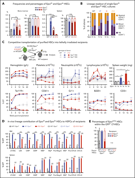 Expression analyses and functional characterization of Epcrhi and Epcrlo HSCs revealed an inverse correlation with CD41 expressing HSC subsets. (A) Frequencies (left) and percentages (right) of Epcrhi and Epcrlo HSCs within the phenotypic HSC compartment in BM and spleen of the indicated genotypes (n = 7-12 mice). (B) Analysis of colonies grown from FACS-sorted single Epcrhi and Epcrlo HSCs in liquid culture showing the percentages of colonies containing Mk (CD41+), myeloid (CD16+), or mixed (Mk and myeloid, CD41+/CD16+) cells after 10 days of culture (n = 128 cells per cell type/genotype and n = 3 mice). (C) Competitive BM transplantation. Hematopoietic lineage contributions of GFP+ Epcrhi and Epcrlo HSCs in the PB of recipients. Peripheral blood counts (top row) and donor derived (percentage of GFP+) cells (bottom row; n = 6 mice per genotype). Spleen weights of Epcrhi and Epcrlo HSC transplant recipients at 24 weeks after transplantation are shown (top right; n = 6-8 mice per cell type and genotype). (D) In vivo lineage contribution of Epcrhi and Epcrlo HSCs to HSPCs in transplant-recipient mouse BM and spleen at 24 weeks after transplantation (n = 4-6 mice cell type and genotype). (E) Percentages of Epcrhi and Epcrlo HSCs within the GFP+ subset of BM cells in transplant recipients at 24 weeks after transplantation. Note that only recipients of Epcrhi HSC transplants were analyzed, because, at 24 weeks, recipients of Epcrlo HSCs did not show GFP+ engraftment. All data are means ± standard error of the mean. *P < .05; **P < .01; ***P < .001.