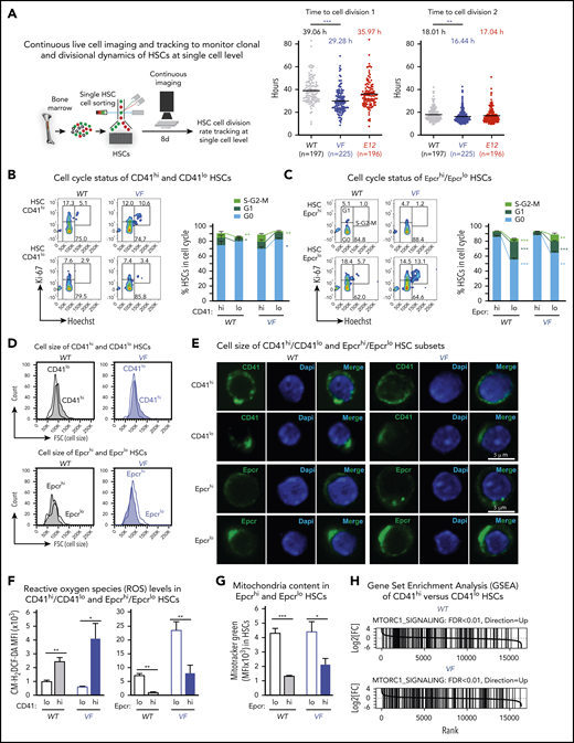 CD41hi /Epcrlo HSCs display enhanced cell cycle activity, increased mitochondrial content, and augmented mTOR signaling signature. (A) Experimental setup for measuring time to first cell division by single-cell tracking of sorted HSCs. (B,C) Dot plots show the time to the first and second cell divisions. Cell cycle status of CD41hi and CD41lo HSCs (B) and Epcrhi and Epcrlo HSCs (C). Increased percentage of Epcrlo and CD41hi HSCs reside in G1 and S phases (WT, n = 4 mice; VF, n = 7 mice). (D) Cell size of Epcrhi and Epcrlo HSCs (top) and CD41hi and CD41lo HSCs (bottom) assessed by the forward scatter parameter in flow cytometry (n = 6 mice per genotype). (E) Confocal microscopy of CD41lo and CD41hi HSCs and Epcrhi and Epcrlo HSCs revealed increased cell size of the Epcrhi and CD41lo HSC subsets. (F) ROS levels in Epcrhi/Epcrlo and CD41hi and CD41lo HSC subsets showing CM-H2DCF-DA mean fluorescence intensity (MFI; n = 6 mice per genotype). G) Mitochondria content in Epcrhi and Epcrlo HSCs detected with Mitotracker Green MFI (n = 6 mice per genotype). (H) GSEA of CD41hi and CD41lo HSCs showing increased expression of genes involved in mTOR signaling in CD41hi vs CD41lo HSCs (false discovery rate <.01). All data are means ± standard error of the mean. *P < .05; **P < .01; ***P < .001.