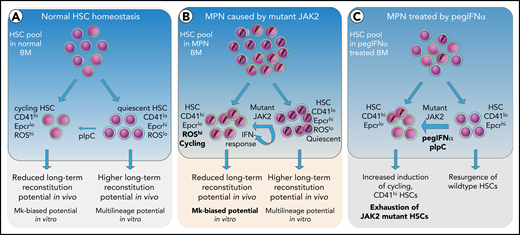 Model depicting the effects of mutant JAK2 and IFN-α on the proportion of megakaryocyte-biased (CD41hi) HSCs. (A) HSC homeostasis in BM of WT mice. The proportion of CD41hi HSCs is low (∼30%). (B) HSC pool in MPN mice expressing mutant JAK2. The proportion of CD41hi HSCs is increased (≤50%) because of the expression of mutant JAK2. CD41hi HSCs in mice are characterized by lower Epcr expression, active cell cycle state, increased cell size, increased ROS levels, reduced long-term reconstitution potential in vivo, and Mk-biased potential in vitro. The effect of the mutant JAK2 on CD41 subset is mediated by the VF-induced IFN response and requires the presence of Ifnr1. (C) Summary of alterations in the HSC compartment of mice or patients with MPN treated with pegIFNα.