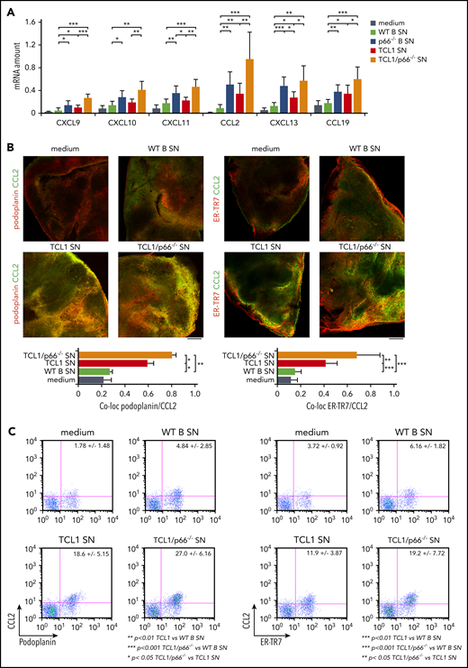 p66Shc deficiency enhances the ability of leukemic Eμ-TCL1 cells to promote homing chemokine expression in organotypic spleen cultures. (A) qRT-PCR analysis of the levels of CXCL9, CXCL10, CXCL11, CCL2, CXCL13, and CCL19 mRNA in spleen slices from WT mice kept in culture medium (n ≥ 6) or cocultured with conditioned supernatants (SN) from WT B cells (WT; n = 6) or p66Shc−/− B cells (p66−/−; n = 3) or leukemic B cells purified from spleens of Eμ-TCL1 mice (TCL1; n = 6) or Eμ-TCL1/p66Shc−/− mice (TCL1/p66−/−; n ≥ 6) with overt disease. The relative gene transcript abundance was determined on triplicate samples using the dCt method and normalized to GAPDH. Immunofluorescence (B) and flow cytometric (C) analysis of the percentage of CCL2+/podoplanin+ and CCL2+/ER-TR7+ cells in noncontiguous spleen slices from WT mice (n = 5) kept in culture medium (n ≥ 6) or cocultured with conditioned supernatants (SN) from WT B cells (WT; n = 6), or leukemic B cells purified from spleens of Eμ-TCL1 mice (TCL1; n ≥ 6) or Eμ-TCL1/p66Shc−/− mice (TCL1/p66−/−; n ≥ 6) with overt disease, and stained with anti-podoplanin and anti-CCL2 antibodies or with anti–ER-TR7 and anti-CCL2 antibodies. Immunofluorescence images were acquired on a confocal microscope using a 10× objective. Representative immunofluorescence images and flow cytometric plots are shown. Scale bars, 100 μm. Bar graphs in (A) and (B) show mean ± standard deviation. ***P ≤ .001, **P ≤ .01, *P ≤ .05, Student t test. co-loc, co-localization.