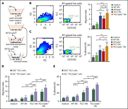 Supernatants of OP9 stromal cells cultured with supernatants of p66Shc-deficient leukemic Eμ-TCL1 cells enhance B-cell adhesion and migration. (A) Scheme of the experimental strategy for the pseudo-emperipolesis and Transwell assays. (B) Migration of R1-gated live splenic CD19+ cells from WT (n = 3) mice measured after a 3-hour treatment with supernatants of OP9 stromal cells kept either in culture medium or conditioned for 48 hours with the culture supernatants (SN) from WT or p66Shc−/− (p66−/−) cells or leukemic B cells purified from Eμ-TCL1 (TCL1) or Eμ-TCL1/p66Shc−/− (TCL1/p66−/−) mice with overt disease, washed, and cultured in fresh medium for an additional 48 hours. The data, obtained from triplicate samples from each mouse, are presented as mean migration index (ratio of migrated cells in chemokine-treated/untreated samples) ± standard deviation. (C) Quantification by flow cytometry of the percentage of splenic CD19+ cells (gated on live lymphocytes) from WT (n = 3) mice that remained adherent to OP9 stromal cells (pseudo-emperipolesis assay) grown on 48-well plates in culture medium or conditioned for 48 hours with the supernatants from WT B cells (n = 3) or p66Shc−/− B cells (p66−/−) or leukemic B cells purified from Eμ-TCL1 mice (TCL1; n = 3) or Eμ-TCL1/p66Shc−/− (TCL1/p66−/−; n = 3) mice with overt disease, washed, and cultured in fresh medium for an additional 48 hours. Before counting, splenocytes were labeled with anti–CD19-FITC antibodies. The data, which refer to quadruplicate samples from 3 independent experiments, are presented as the percentage of total input cells that remained attached to each well. Migration (D) and adhesion (E) of leukemic Eμ-TCL1 cells (TCL1; n = 3) or Eμ-TCL1/p66Shc−/− cells (TCL1/p66−/−; n = 3), stained with DiO and DiL fluorescent dyes, respectively, and mixed prior to the assays. Data in bar graphs are mean ± standard deviation. ***P ≤ .001, **P ≤ .01, *P ≤ .05, 1-way ANOVA, multiple comparisons. FSC, forward scatter; SSC, side scatter; SN, supernatant.