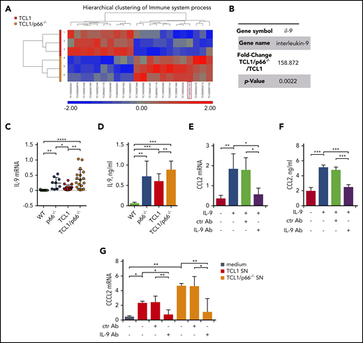 p66Shc deficiency in leukemic Eμ-TCL1 cells results in enhanced IL-9 expression. (A) Heat map and hierarchical clustering of the Immune System process transcripts from Affymetrix array analysis showing differential expression patterns between leukemic Eμ-TCL1 cells (TCL1; n = 3) and Eμ-TCL1/p66Shc−/− (TCL1/p66−/−; n = 3) cells. Differential expression criteria: P value < .05, estimated fold change > 2. Upregulated and downregulated transcripts are shown in red and blue, respectively. (B) Fold change and P value of il-9 expression extrapolated from Affymetrix array analysis in (A). (C) qRT-PCR analysis of IL-9 mRNA in WT B cells (n = 11), p66Shc−/− B cells (n = 9), or leukemic B cells purified from Eμ-TCL1 mice (n = 12) or Eμ-TCL1/p66Shc−/− mice (n = 18) mice with overt disease. (D) Quantification by ELISA of IL-9 released in the culture supernatants of WT B cells (n = 6), p66Shc−/− B cells (n = 9), or leukemic B cells purified from Eμ-TCL1 mice (n = 10) or Eμ-TCL1/p66Shc−/− mice (n = 23) with overt disease. qRT-PCR analysis of CCL2 mRNA (E) and quantification by ELISA of CCL2 released in the culture supernatants (F) from OP9 stromal cells kept in culture medium or stimulated with 0.05 ng/mL IL-9 alone or in combination with 0.1 ng/mL isotype-control antibody (ctr Ab) or 0.1 ng/mL neutralizing anti–IL-9 mAb (IL-9 Ab) for 48 hours (n = 3). (G) qRT-PCR analysis of CCL2 mRNA in OP9 stromal cells kept in culture medium or cultured for 48 hours with conditioned supernatants from leukemic B cells purified from Eμ-TCL1 mice (n = 3) or Eμ-TCL1/p66Shc−/− mice (n = 3) with overt disease and with 0.1 ng/mL isotype-control antibody (ctr Ab) or 0.1 ng/mL neutralizing anti–IL-9 antibody (IL-9 Ab). The relative gene transcript abundance was determined on triplicate samples using the dCt method and normalized to GAPDH. Data are mean ± standard deviation. ***P ≤ .001, **P ≤ .01, *P ≤ .05, 1-way ANOVA, multiple comparisons.