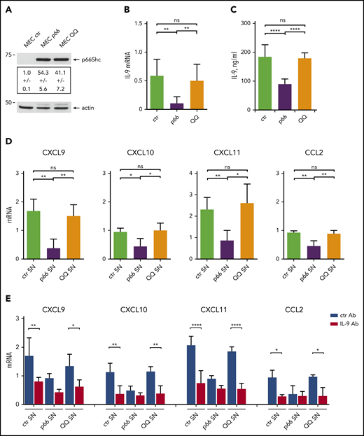 p66Shc modulates the IL-9–dependent expression of homing chemokines by stromal cells through its pro-oxidant activity. (A) Immunoblot analysis with anti-Shc antibodies of postnuclear supernatants from MEC1 B cells stably transfected with empty vector (MEC ctr) or an expression construct encoding WT p66Shc (MEC p66) or the EE132/133QQ (MEC QQ) mutant (n = 3). A control anti-actin blot of the stripped filter is shown below. The migration of molecular mass markers is indicated. (B) qRT-PCR analysis of IL-9 mRNA in MEC transfectants. The relative gene transcript abundance was determined from triplicate samples using the dCt method and normalized to HPRT1. (C) Quantification by ELISA of IL-9 released in the culture supernatants of MEC ctr (n = 5), MEC p66 (n = 5), or MEC QQ (n = 5) transfectants. (D) qRT-PCR analysis of CXCL9, CXCL10, CXCL11, and CCL2 mRNA in HS-5 human stromal cells cultured for 48 hours with conditioned supernatants (SN) from MEC transfectants (n = 4). (E) qRT-PCR analysis of CXCL9, CXCL10, CXCL11, and CCL2 mRNA in HS-5 human stromal cells cultured for 48 hours with conditioned supernatants (SN) from MEC transfectants, in the presence of 0.1 ng/mL isotype-control antibody (ctr Ab) or 0.1 ng/mL neutralizing anti–IL-9 mAb (IL-9 Ab). The relative gene transcript abundance was determined on triplicate samples using the dCt method and normalized to HPRT1. Data are mean ± standard deviation. ****P ≤ .0001, ***P ≤ .001, **P ≤ .01, *P ≤ .05, 1-way ANOVA with Tukey’s post hoc correction, multiple comparisons. ns, not significant.