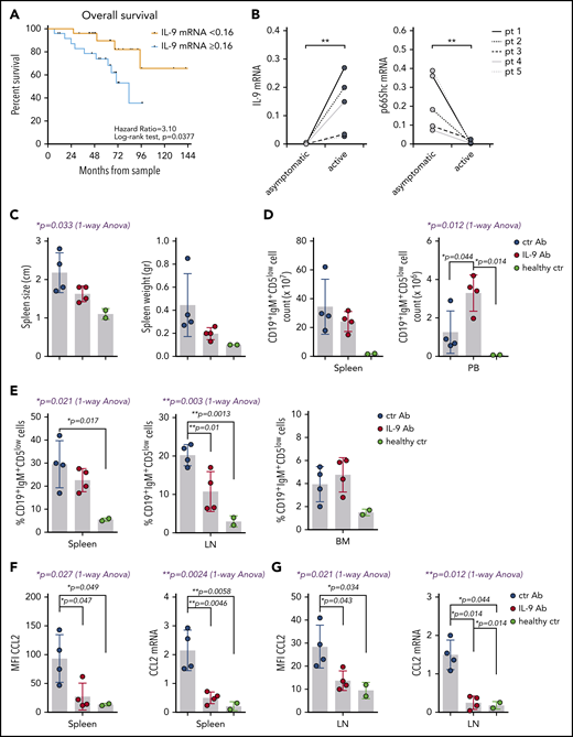 IL-9 modulates leukemic cell invasiveness in vivo by shaping the stromal chemokine landscape and predicts poor prognosis in CLL. (A) Overall survival of 52 CLL patients grouped as “<0.16” (n = 26) and “≥0.16” (n = 26) (0.16 corresponds to the median 2−dCt IL-9 mRNA expression). After a median follow-up of 60 months, the estimated median overall survival was 83 months for patients in the “≥0.16” group, and it was not reached for patients with low IL-9 mRNA levels (P = .0377, log-rank test). (B) qRT-PCR analysis of IL-9 and p66Shc mRNA in B cells purified from 5 CLL patients at the earliest asymptomatic disease stage (asymptomatic) and after progression to a stage requiring treatment (active). Spleen size and weight (C) and the absolute number (D) and percentage (E) of CD19+IgM+CD5low cells in the indicated organs of Eμ-TCL1/p66Shc−/− mice with overt disease injected intraperitoneally with 100 μg of anti–IL-9 antibody (IL-9 Ab; n = 4) or isotype-control antibody (ctr Ab; n = 4) twice a week (days 1 and 5) for 4 weeks, as well as for healthy age-matched C57BL6/J control mice (healthy ctr; n = 2). Flow cytometric analysis of surface expression (left panel) and RT-PCR analysis of mRNA expression (right panel) of CCL2 in splenocytes (F) and LN cells (G) from Eμ-TCL1/p66Shc−/− or C57BL6/J control mice treated as above. The relative gene transcript abundance was determined on triplicate samples using the dCt method and normalized to GAPDH. Data are mean ± standard deviation. ***P ≤ .001, **P ≤ .01, *P ≤ .05, Mann-Whitney rank-sum test (B), 1-way ANOVA with Tukey’s post hoc test (blue text), multiple comparisons (black text) (C-G).