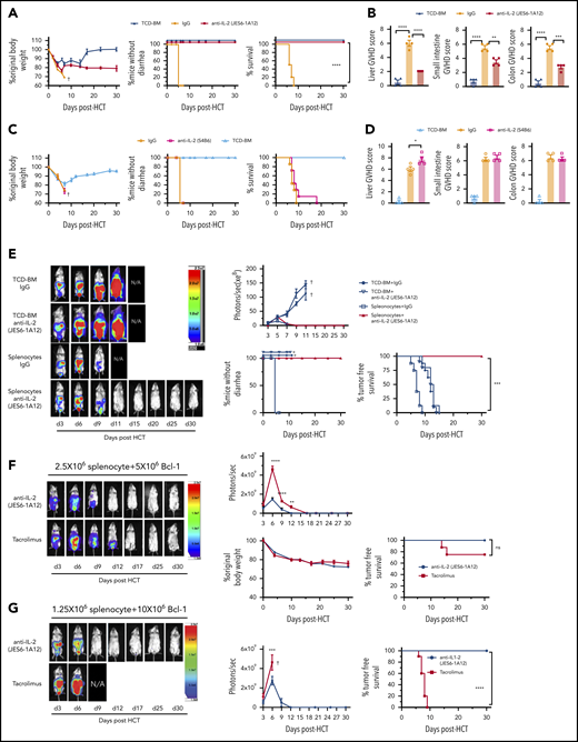 Tolerogenic anti-IL-2 mAb (JES6-1A12) but not non-tolerogenic anti–IL-2 mAb (S4B6) prevents aGVHD and preserves GVL activity more effectively than TAC. (A-D) Lethally irradiated WT BALB/c recipients were given splenocytes (5 × 106) with or without TCD-BM cells (2.5 × 106) from WT C57BL/6 donors. Recipients were given a total of 4 i.p. injections of rat-IgG, anti–IL-2 mAb (JES6-1A12), or anti–IL-2 mAb (S4B6) (500 µg/mouse) at days 0, 2, 4, and 6 after HCT. (A,C) Plots of percent original body weight, diarrhea, and percent survival are shown. n = 7-8 combined from 2 replicated experiments. (B,D) Mean ± standard error of the mean of histopathology scores of liver, small intestine, and colon are shown; n = 4 per group. Combined from 2 replicated experiments. (E) WT BALB/c recipients given splenocytes and TCD-BM cells from WT C57BL/6 donors and injected IgG or anti–IL-2 mAb (JES6-1A12) as described in panels A-D. Recipients were challenged with i.p. injection of BCL1/Luc cells (5 × 106/mouse) on day 0. Mice were monitored for tumor growth by using in vivo bioluminescent imaging (BLI), clinical signs of GVHD, and survival. One representative BLI image from each time point is shown for each group and summary of photons/second, diarrhea, and tumor-free survival of recipients. n = 8 combined from 2 replicated experiments. (F) Lethally irradiated WT BALB/c recipients were given splenocytes (2.5 × 106) and TCD-BM cells (2.5 × 106) from WT C57BL/6 donors. Recipients were challenged with i.p. injection of BCL1/Luc cells (5 × 106/mouse) on day 0 and were given a total of 4 i.p. injections of anti–IL-2 mAb (JES6-1A12) (500 µg/mouse) at days 0, 2, 4, and 6 after HCT, or daily i.p. injections of TAC (0.75 mg/kg) at days 0 to 21 after HCT. One representative BLI image from each time point is shown for the anti–IL-2 mAb (JES6-1A12) and TAC group and summary of photons/second, body weight change, as well as the tumor-free survival of recipients. n = 8-10 combined from 2 replicated experiments. (G) Lethally irradiated BALB/c recipients were given splenocytes (1.25 × 106) and TCD-BM cells (2.5 × 106) from C57BL/6 donors. Recipients were challenged with i.p. injection of BCL1/Luc cells (10 × 106/mouse) on day 0 and were given a total of 4 intravenous injections of IL-2 mAb (500 µg/mouse) at days 0, 2, 4, and 6 after HCT, or i.p. injections of TAC (0.75 mg/kg) once daily until moribund with tumor growth. One representative BLI image from each time point is shown for IL-2 mAb (JES6-1A12) and TAC group and summary of photons/second and tumor-free survival of recipients. n = 8-10 combined from 2 replicated experiments. “+” indicates death. Data represent mean ± standard error. P values were calculated by using ordinary one-way analysis of variance (panels B,D), two-tailed Student t tests (panels F,G), or log-rank test for survival comparison (panels A,E-G). *P < .05, **P < .01, ***P < .001, ****P < .0001.