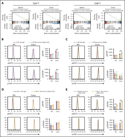 Prevention of GVHD by tolerogenic anti–IL-2 mAb (JES6-1A12) but not non-tolerogenic anti–IL-2 mAb (S4B6) requires expression of PD-L1 by GVHD target tissues to inhibit activation of IL-2-Stat-5 and AKT-mTOR pathways in donor T cells. Lethally irradiated WT and PD-L1−/− BALB/c recipients were given splenocytes (2.5 × 106) and TCD-BM cells (2.5 × 106) from C57BL/6 donors. Recipients were given a total of 3 i.v. injections of rat-IgG or anti–IL-2 mAb (JES6-1A12 or S4B6) (500 µg/mouse) at days 0, 2, and 4 after HCT. At day 6 after HCT, spleen and colon were harvested for analysis. (A) Representative Gene Set Enrichment Analysis plots are shown of IL-2-STAT5 pathway-related gene set expression of CD4+ T and CD8+ T cells in the spleen or colon of the WT recipients treated with anti–IL-2 mAb (JES6-1A12) vs IgG cohorts. P values were calculated by using the bioconductor package “clusterProfiler” version 3.10.1. (B-C) p-AKT and phosphorylated mTOR (pmTOR) expression of donor CD4+ T cells in the spleen (SPL) and colon of WT recipients treated with anti–IL-2 mAb (JES6-1A12 or S4B6) or control IgG; n = 5 per group. (D) p-AKT and pmTOR expression of donor CD4+ T cells in the SPL and colon of PD-L1−/− recipients treated with anti–IL-2 mAb (JES6-1A12) or control IgG; n = 4 per group. (E) p-AKT and pmTOR expression of donor CD4+ T cells in the SPL and colon of WT or PD-L1−/− recipients treated with anti–IL-2 mAb (JES6-1A12); n = 4 to 5 per group. Data represent mean ± standard error combined from two replicate experiments. P values were calculated by unpaired two-tailed Student t tests. *P < .05, **P < .01, ****P < .0001. MFI, mean fluorescence intensity.