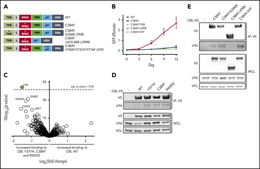 LYN binding to the PRR of CBL is enhanced in cells expressing CBL mutants. (A) Schematic of CBL variants with mutation of the RING domain (C384Y) in combination with the TKB domain (G306E), PRR (ΔPRR), or C-terminal phosphotyrosine sites (Y700F/Y731F/Y774F). RING domain and phosphotyrosine site mutations are indicated by asterisks. (B) Competition between CBL WT (dTomato) and CBL double mutants (GFP) expressed in 32D-CblKO cells. Mean and standard deviation (SD) of triplicate values are depicted. Statistical significance was determined by 2-tailed Student t test comparing CBL C384Y to CBL WT and each CBL double mutant (*P < .05; **P < .001). (C) MS analysis of V5 IP samples from 32D-CblKO cells expressing V5-tagged CBL WT, Y371H, C384Y, or R420Q. Volcano plot showing log10P values and log2 fold change in protein abundance between CBL mutants (pooled data from Y371H, C384Y, and R420Q) and CBL WT samples. (D) WB for V5, LYN, and vinculin (VCL) in anti-V5 IP samples and whole-cell lysates (WCL) from 32D-CblKO cells expressing V5-tagged CBL WT, Y371H, C384Y, and R420Q. (E) WB for V5, LYN, and vinculin (VCL) in anti-V5 IP samples and whole-cell lysates from 32D-CblKO cells expressing V5-tagged CBL WT, C384Y, C384Y/G306E, C384Y/ΔPRR, or C384Y/3YF. L, linker; pY, phosphotyrosine; UBA, ubiquitin-associated.