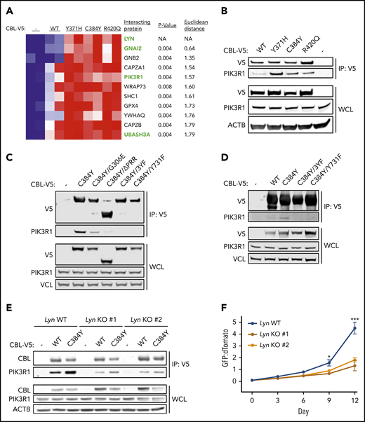 LYN facilitates CBL-PIK3R1 interaction and increased proliferation of CBL mutant cells. (A) Heatmap depicting relative protein abundance in V5 IP samples analyzed by MS. Top 10 proteins correlated with LYN by nearest-neighbors analysis are shown. Proteins highlighted in green also showed significantly increased tyrosine phosphorylation in 32D cells expressing CBL C384Y compared with CBL WT. (B-C) WB for V5, PIK3R1, and β-actin (ACTB) in anti-V5 IP samples and whole-cell lysates (WCL) from 32D-CblKO cells expressing V5-tagged (B) CBL WT, Y371H, C384Y, and R420Q or (C) CBL WT, C384Y, C384Y/G306E, C384Y/ΔPRR, C384Y/3YF, or C384Y/Y731F. (D) WB for V5, PIK3R1, and VCL in anti-V5 IP samples and WCL from TF1-CBLKO cells expressing V5-tagged CBL WT, C384Y, C384Y/3YF, or C384Y/Y731F. (E) WB for V5, PIK3R1, and β-actin in anti-V5 IP samples and WCL from 32D-LynKO cells expressing V5-tagged CBL WT or C384Y. (F) Competition between CBL WT (dTomato) and C384Y (GFP)-expressing 32D cells on LynWT and LynKO genetic backgrounds. Mean and SD of triplicate values are depicted. Statistical significance for competitive proliferation assays was determined by 2-tailed Student t test comparing Lyn WT to each Lyn KO (*P < .05; ***P < .0001).