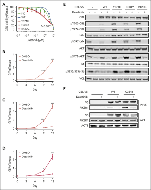 Dasatinib inhibits proliferation, CBL phosphorylation, PI3K/AKT signaling, and CBL-PIK3R1 interaction in CBL-mutant cell lines. (A) Proliferation of 32D-CblKO cells expressing luciferase (KO) or V5-tagged CBL WT, Y371H, C384Y, or R420Q in the presence of DMSO or a range of dasatinib concentrations over 3 days. (B-D) Competition between dTomato-labeled 32D-CblKO cells expressing CBL WT and GFP-labeled 32D-CblKO cells expressing (B) CBL Y371H, (C) CBL C384Y, or (D) CBL R420Q in the presence of DMSO (closed symbols) or 1 μM dasatinib (open symbols). (E) WB for total and phosphorylated CBL, LYN, AKT, and S6 proteins in 32D-CblKO cells expressing luciferase (–) or V5-tagged CBL WT, Y371H, C384Y, or R420Q treated with DMSO or 1 μM dasatinib for 2 hours. WB for vinculin (VCL) was used as a loading control. (F) WB for V5, PIK3R1, and β-actin (ACTB) in anti-V5 IP samples and WCL from DMSO- or dasatinib-treated (1 μM for 2 hours) 32D-CblKO cells expressing luciferase (−) or V5-tagged CBL WT or C384Y. Statistical significance for dasatinib dose-response curves was determined by 2-tailed Student t test comparing the 50% inhibitory concentration for each CBL mutant to CBL WT or KO (see also supplemental Table 8). Statistical significance for competitive proliferation assays was determined by 2-tailed Student t test (*P < .05; ***P < .0001).