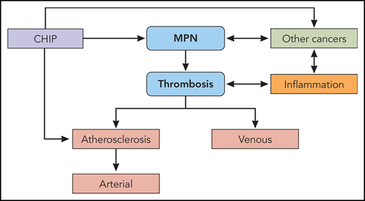 The pathogenesis of thrombosis in the MPNs. MPNs and the CHIP from which they originate are both risk factors for venous thrombosis and atherosclerosis. Atherosclerosis, in turn, is the major substrate for arterial thrombosis. MPNs and systemic inflammation promote each other bidirectionally. Systemic inflammation itself, independent of MPNs, provokes venous thrombosis, atherosclerosis, and arterial thrombosis. Like the MPNs, other cancers and systemic inflammation promote each other bidirectionally. CHIP is also associated with other cancers. Professional illustration by Patrick Lane, ScEYEnce Studios.