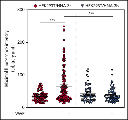 HEK293T/HNA-3a cells bind more to VWF than HEK293T/HNA-3b cells. Quantification of maximal fluorescence intensity recorded per cell and representing anti-VWF staining on transfected HNA-3a– (red circle) or HNA-3b–expressing HEK293T cells (blue triangle). Each dot represents 1 cell with n = 81, 153, 72, and 80 cells analyzed, respectively, for the HNA-3a-VWF, HNA-3a+VWF, HNA-3b-VWF, and HNA-3b+VWF groups (mean ± SEM; 1-way analysis of variance test, ***P < .005).