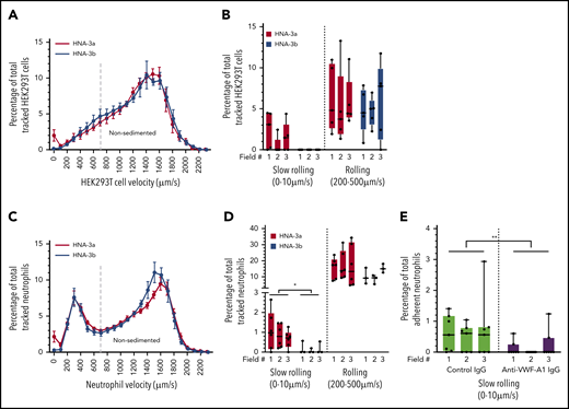 The Slc44a2/HNA-3a epitope is necessary for cell slow rolling to VWF under flow. (A,C) Compiled amount of HEK293T cells (n = 5 independent experiments) (A) or neutrophils (HNA-3a, n = 6 donors; HNA-3b, n = 3 donors) (C) counted in function of their mean velocity (µm/s) on coated VWF when submitted to a 100 s−1 shear rate. The dashed line separates sedimented (left) from nonsedimented cells (right). Red, HNA-3a–expressing cells; blue, HNA-3b–expressing cells. (B,D-E) Graphs depicting the slow-rolling and rolling profiles of HEK293T cells (B) and neutrophils (D-E) perfused on a VWF matrix under flow at a 100 s−1 shear rate. Perfusion of cells at 100 s−1 resulted in more slow rolling of Slc44a2/HNA-3a–expressing HEK293T cells (B; n = 5 independent experiments) and neutrophils (D; HNA-3a n = 6 donors; HNA-3b n = 3 donors) to human VWF-coated channels compared with Slc44a2/HNA-3b–expressing cells (blue). Slow rolling of Slc44a2/HNA-3a expressing neutrophils (E, n = 7 donors) to VWF were blocked by VWF-A1 domain–blocking monoclonal antibody (control IgG, light green; anti-VWF-A1-IgG, purple). Data are represented in nested form, and values obtained for each field are shown. Three fields were analyzed for each experiment/donor. (A,C) Mean ± SEM; (B-D) nested t test, minimum/maximum, quartiles, and medians are represented. *P < .05; **P < .01; ***P < .005.