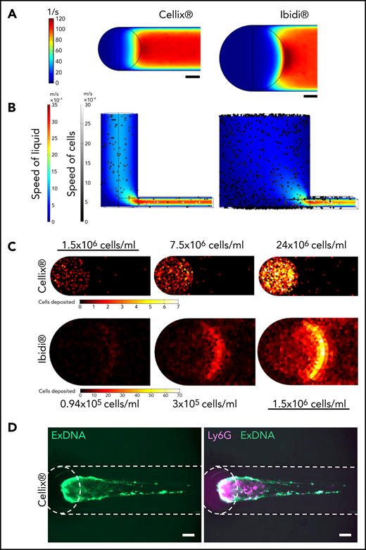 Numerical simulations of rheological conditions and cell motion in chamber entrance. (A) Maps of shear rates at chamber bottom wall for Cellix chamber for flow of 4 µL/min (left panel) and for Ibidi chamber for flow of 10 µL/min (right panel) corresponding experimentally to a desired shear rate of 100 s−1 in the observation section of the chamber. Scale bars, 200 µm. (B) Map of fluid and cell velocity in a sagittal cut of the Cellix chamber (left panel) or the Ibidi chamber entrance (right panel) along its symmetry axis. Cells are simulated as spheres. (C) Number of deposited cells at t = 60 seconds as a function of the cell concentration perfused into the chambers. (D) Representative images of fluorescently labeled neutrophils (Ly6G, pink) and extracellular DNA (exDNA, green) after perfusion (100 s−1 shear rate) on VWF in a Cellix flow chamber (n = 3). Scale bars, 100 µm. Dashed lines have been added to delimit the flow channels and the well entrance.