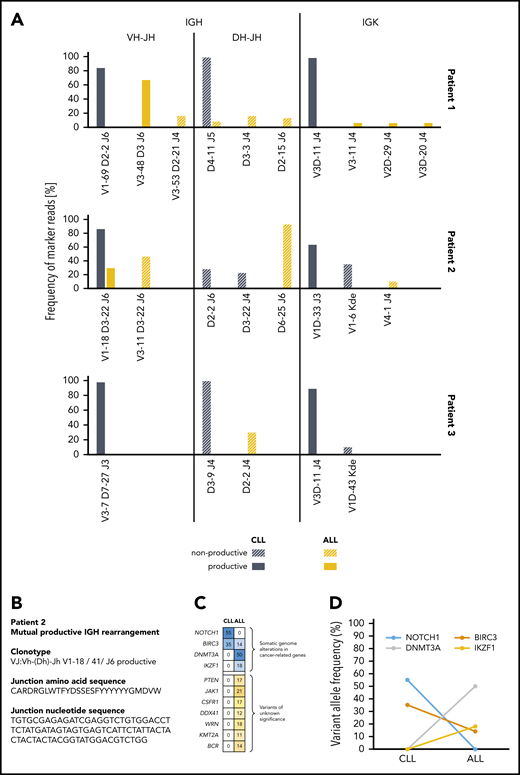 Assessment of clonal relationship of CLL and B-ALL. (A) NGS-based clonality assessment of immunoglobulin rearrangements in CLL (dark blue) and ALL (yellow) samples from each patient. Samples were analyzed for IGH (IGHV-IGHD-IGHJ and IGHD-IGHJ) and IGK gene rearrangements. Clonal rearrangements with an abundance >5% are shown. Productive rearrangements are depicted in dark blue (CLL) and yellow (ALL). Clonotypes of productive IGH rearrangements are indicated. In patient 2, ALL and CLL share the same productive IGH rearrangement. (B) Patient 2: the nucleotide and amino acid sequence of the CDR3 gene fragment of the abundant clonotype is shown. (C) Patient 2: NGS assessment was performed at the time of CLL and ALL diagnosis by using the QIAGEN myeloid panel, which encompasses 141 cancer-related genes. Alterations in cancer-related genes are shown in blue, and variants of unknown significance are shown in yellow. (D) Patient 2: dynamics of variant allele frequencies of cancer-related genes show persistence of a BIRC3-mutated clone, but the NOTCH1 mutation present in the CLL population is not detected in the ALL sample. IKZF1 and DNMT3A mutations occur in the ALL sample and are not present in CLL.