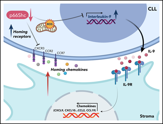 Proposed model of the p66Shc-mediated IL-9 crosstalk between CLL and stroma cells. Low levels of p66Shc in CLL cells simultaneously enhance the expression of homing receptors and permit the transcription of IL-9 in an ROS-dependent manner. CLL-derived and secreted IL-9 binds to IL-9-receptors expressed on stroma cells and drives the expression of homing cytokines, further attracting CLL cells to their niche. Created with BioRender.com.