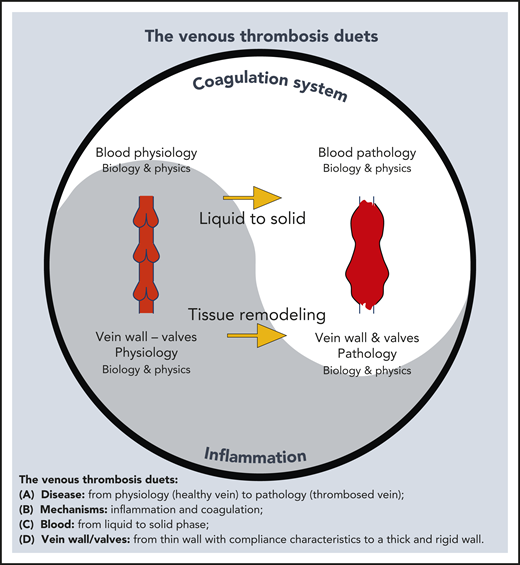 Venous thrombosis duets. Inflammation and coagulation interact closely transforming a healthy vein with normal circulating venous flow into a pathologic thrombosed environment, involving bio-physical changes. Far from being only the coagulation system, other system, particularly inflammation play critical role. Inflammation in the VT process deserves to be investigated and therapeutically considered.