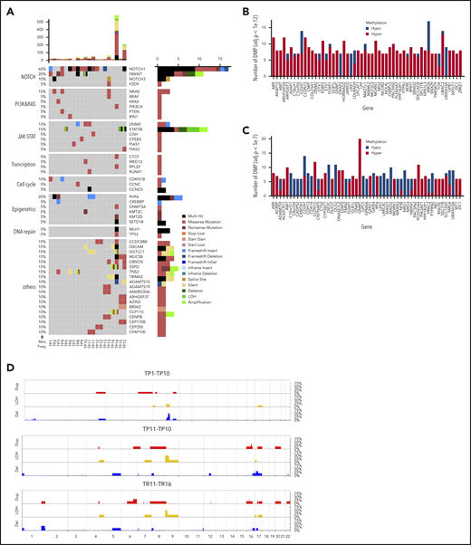 Genome-wide screening for recurrent genetic and epigenetic alterations in T-LBL. (A) Overview of the top 50 mutated genes identified by WES in 15 pediatric T-LBL samples including 5 corresponding relapse samples. The relative mutation frequencies (sample-wise) are indicated to the left and the pathways to the far left. Gene names and types of mutation are to the right. The number of mutations is displayed at the top in a bar plot. (B) The top 55 differentially methylated genes enriched by significant CpGs in primary samples in comparison with their corresponding germline samples (TG vs TP 1e−4). (C) The top 55 differentially methylated genes enriched by significant CpGs in relapse samples in comparison with their corresponding germline samples (TG vs TR 5e−7). Array used: Infinium MethylationEPIC BeadChip 850K. (D) The frequency of CNAs detected in 22 T-LBL samples including select primary and matched relapse samples. CNAs in the analyzed samples are displayed against the chromosomal numbers and position. The CNA profiles for primary relapse− samples (TP1-10), for primary relapse+ samples (TP11-16), and matched relapse samples (TR11-16) are presented separately. Array used: Infinium Omni2.5Exome-8 v1.3. Results validated independently by MLPA for specific regions in Chr 1p, 4q, 6q, 9p, 10q, 11p, and 17q. Red: amplifications; blue: deletions; yellow: loss of heterozygosity.