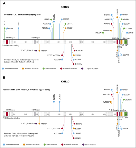 Schematic display of localization and frequencies of mutations in KMT2D and prognostic value of the most relevant candidate genes. Schematic display of localization and frequencies of mutations identified for KMT2D in total T-LBL samples (VAF cutoff, >1%) (A), KMT2D in relapse+ samples (B). The data for mutations (A-B) in pediatric patients with T-ALL were imported from the St Jude Pediatric Cancer Genomic data portal and are displayed in the lower part of the schematic structure, and the mutations identified in the current T-LBL project are displayed in the upper part.