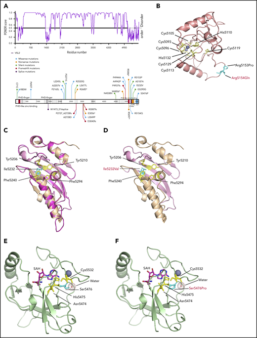 Modeling of KMT2D domain structures and comparison with the mutated domain structures. (A) Schematic overview of the predictive value of intrinsically disordered regions in KMT2D. The KMT2D gene is aligned with the PONDR (Predictor of Naturally Disordered Regions) chart to visualize mutations that lie in the predicted disordered region. (B) The domain structure of PHD7 of KMT2Dwt was generated by Phyre2. The schematic display of Arg residues (cyan) are represented in the stick structures near PHD7 of KMT2Dmut at the respective positions R5153P and R5154Q (cyan), the latter having been identified in T-ALL (red). (C) The crystal structure of the FYR domain, superimposition of Phrye2 depiction of the KMT2D (magenta), FYRN (pink), and FYRC (orange) motifs with the crystal structure of the TBRG1 motif (PDB: 2WZO).45 The residues forming the core hydrophobic pocket (yellow) are shown with stick structures and display of the Ileu5232 (cyan) in the FYRN motif. (D) The mutation Ileu5232Val (cyan) leads to loss of CH3, which could result in destabilizing of the domain. (E) Crystal structure of KMT2D SET domain (PDB: 4Z4P).46 The mutation Ser5476 (cyan) is located near the SAM binding cleft (SAH is modeled) and makes direct contact with a water molecule that supports Cys5532 (yellow, stick structure) located in the post-SET loop involved in zinc binding (purple). (F) The Ser5476Pro mutation impairs water binding, which could destabilize the Cys-zinc interaction required for proper folding.