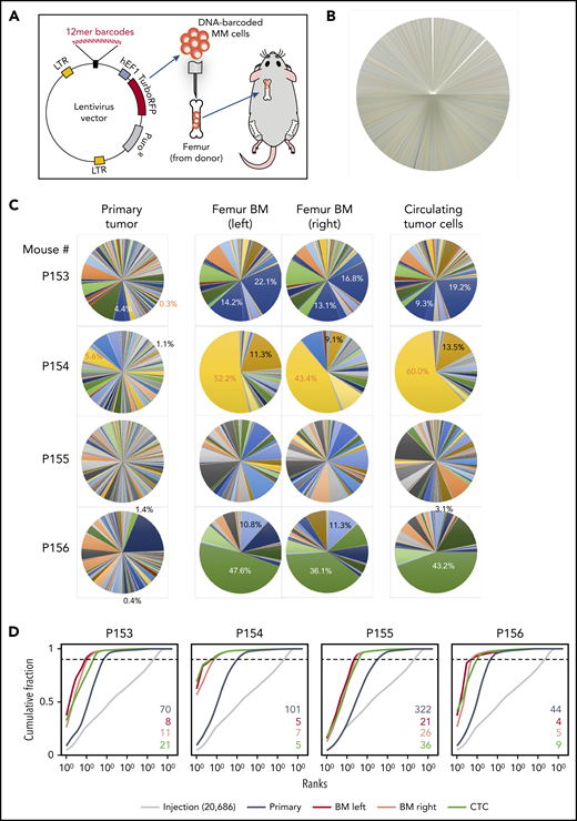 BM dissemination model with DNA-barcoded MM cells. (A) Schematic diagram illustrating the study procedures. Twelve-base random DNA sequences were inserted into the pCW307 lentivirus backbone with RFP as selection marker. MM.1S cells were transduced with the DNA-barcode library and injected into the cavity of femurs freshly harvested from donor mice. Myeloma-bearing bone chips were subcutaneously transplanted under the dorsal skin of recipient mice. (B) Pie chart of barcode diversity in preinjection cell pool shows absence of major clone bias. (C) The proportions of barcoded clones in the implanted bone chip (primary site), left and right femur BM, and CTCs. (D) Cumulative ranking of barcodes from primary tumor site, distant BM site, and CTCs from 4 representative mice. Dotted cutoff lines indicate a threshold, which represents 90% of the total reads. Colored numbers are the number of barcodes that represents 90% of total reads in different sample types. LTR, long terminal repeat.