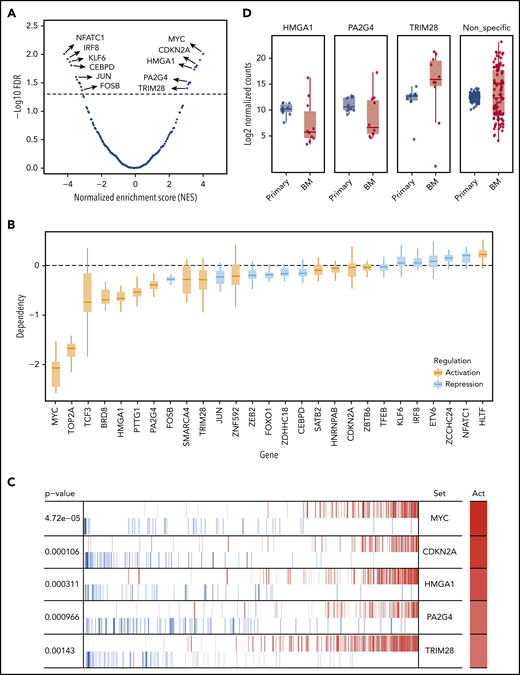 Identification of potential upstream MRs that drive MM progression in the PrEDiCT model. (A) Prediction of MRs. A total of 28 MRs were predicted to be significant (FDR <5%), including 15 activated and 13 repressed ones. Examples of significant MRs were labeled. The full list of significant MRs is shown in supplemental Table 3. (B) Achilles CRISPR dependency scores of all significant MRs, including activated (orange) and repressed regulated (blue) MRs. (C) Example of known and novel MRs in MM. Out of activated (Act) MRs, MYC and CDKN2A rank at the top and are known to be involved in MM progression. HMGA1, PA2G4, and TRIM28 were selected for further experimental validation. (D) Validation of selected MRs by in vivo targeted CRISPR screen. Late-timepoint BM samples from 8 mice were compared with matched primary tumor samples using MAGeCK. The resulting log2 fold changes for each sgRNA were summarized by their targeting gene.