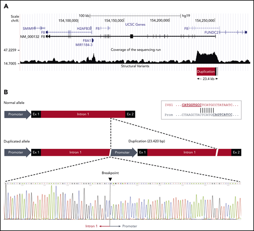 F8 duplication and breakpoint mapping in family A. (A) Genomic region spanning the F8 gene according to the University of California Santa Cruz Genome Browser structure. The sequencing coverage in member III:2 of family A is plotted at the bottom. The duplicated region of ∼23.4 kb at the 5′ end of the F8 transcript (NM_000132) is indicated. Note that the F8 gene is oriented from right to left in this scheme. (B) Comparison of the normal and duplicated alleles (oriented from left to right). The exact breakpoint of the duplication, where intron 1 of the upstream copy is joined to the promoter region of the downstream copy, is indicated in the sequencing chromatogram. The inset in the top right corner shows the 7-bp sequence of microhomology between intron 1 and promoter that might have mediated the duplication event.