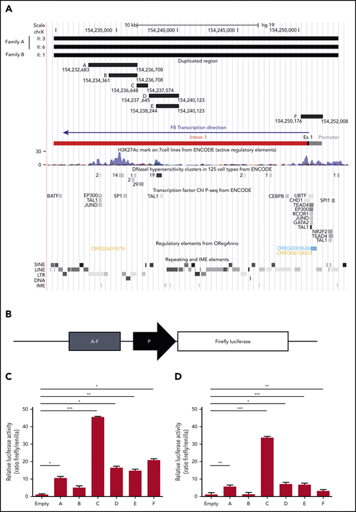 Functional characterization of the duplicated region. (A) In silico identification of regulatory elements in the duplicated DNA region. The duplicated region identified by WGS of 3 patients from both families is shown at the top. The genomic coordinates of the putative enhancer regions A, B, C, D, E, and F (supplemental Tables 5 and 6) are indicated. The F8 proximal promoter, exon 1, and intron 1, color coded as in Figure 3, are shown for additional reference. The locations of H3K27Ac peaks, DNase I hypersensitivity sites, and binding sites for specific TFs (from ENCODE), as well as repeating and regulatory elements (extracted from ORegAnno) and IME motifs (identified with FIMO), are illustrated in the genome browser tracks below the F8 gene bar. (B) Regions A to F were cloned (1 by 1) in a reporter vector upstream of a minimal promoter (ie, a TATA-box promoter element already present in the empty vector) driving Firefly luciferase expression and transfected into HUVECs and HepG2 cells together with a vector expressing Renilla luciferase. (C-D) After 12 hours, cells were lysed, and luciferase activities were determined in HUVECs (C) and HepG2 cells (D). Data are normalized for empty vector (containing only the minimal promoter) and Renilla fluorescence. The bars represent means and standard deviations of 6 (HUVECs) or 4 (HepG2 cells) replicates. *P < .05, **P < .001, ***P < .0001. LINE, long interspersed nuclear element; LTR, long terminal repeat; SINE, short interspersed nuclear element.