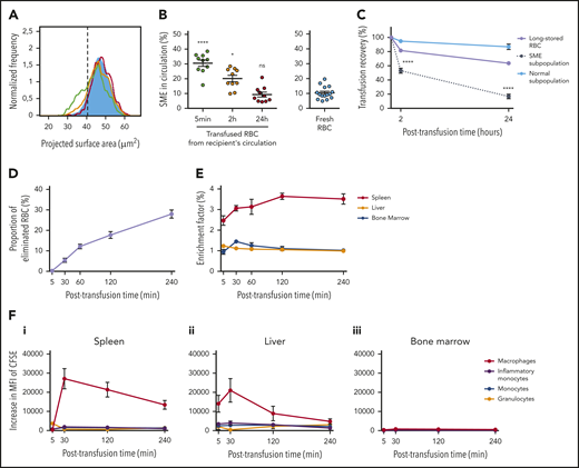 In the mouse model, SMEs are rapidly cleared, accumulate in the spleen, and are processed predominantly by macrophages. (A) Representative normalized frequency plot of projected surface area for long-stored mouse RBCs, as observed at 5 minutes (green line), 2 hours (yellow line), and 24 hours (red line) after transfusion to a syngeneic C57Bl/6 mouse. Control fresh RBCs from a nontransfused mouse (blue) are shown as reference. Dashed black vertical line defines the gating of SMEs. (B) Declining proportion of SMEs in circulation after transfusion (n = 10 mice per group). (C) Variable persistence in circulation of long-stored RBCs (lavender line) that contain the 2 complementary subpopulations of SMEs (black dotted line) and morphologically normal RBCs (light blue solid line), computed by combining flow cytometric and Imagestream data (n = 10 mice per group). (D) Proportion of long-stored RBCs that were cleared 5 to 240 minutes posttransfusion (n = 8 mice per time point). (E) EF 5 to 240 minutes posttransfusion (ratio of transfused CFSE+ RBCs in sliced organ/CFSE+ RBCs in venous blood; n = 4 mice per time point) in spleen (red line), liver (orange line), and bone marrow (blue line). (F) Posttransfusion erythrophagocytosis of RBCs in spleen (i), liver (ii), and bone marrow (iii), estimated by the increase in CFSE median fluorescence intensity (MFI) of macrophages (red lines), monocytes (blue lines), inflammatory monocytes (purple lines), and granulocytes (orange lines), compared with control nontransfused mice (n = 3 mice per time point). Data are presented as means ± standard errors of the mean. *P < .05, ****P < .0001 by Kruskal-Wallis test compared with fresh RBC condition (B) or by Sidak multiple comparisons test comparing, at each time point, recovery of SME subpopulation vs normal subpopulation (C).