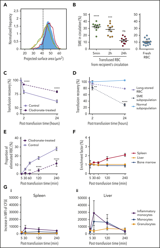 Clearance kinetics of SMEs in clodronate-treated mice. (A) Representative normalized frequency plots of projected surface area for long-stored mouse RBCs, as observed 5 minutes (green line), 2 hours (yellow line), and 24 hours (red line) after transfusion of a clodronate-treated mouse. Control fresh RBCs from a nontransfused mouse (blue) are shown as reference. Dashed black vertical line defines gating of SME. (B) Delayed clearance of SMEs in circulation after transfusion in clodronate-treated mice (n = 10 per group). (C) Posttransfusion recovery of long-stored RBCs is increased at 2 and 24 hours after transfusion to clodronate-treated recipients (dashed line; n = 10) compared with controls (solid line; n = 10). (D) Variable persistence in circulation of long-stored RBCs (lavender dashed line) that contain the 2 complementary subpopulations of SMEs (black dotted line) and morphologically normal RBCs (light blue solid line), computed by combining flow cytometric and Imagestream data after transfusion in clodronate-treated mice (n = 10 per group). (E) Decreased proportion of long-stored RBCs that were cleared 60 to 240 minutes posttransfusion in clodronate-treated recipients (dashed line; n = 6 mice per time point) compared with controls (solid line; n = 8 mice per time point). (F) EF (ratio of transfused CFSE+ RBCs in sliced organ/CFSE+ RBCs in venous blood) 5 to 240 minutes posttransfusion in spleen (red line), liver (orange line), and bone marrow (blue line) after transfusion in clodronate-treated mice (n = 3 mice per time point). (G) Posttransfusion erythrophagocytosis of RBCs in spleen (i) and liver (ii), estimated by the increase in MFI of CFSE in monocytes (blue lines), inflammatory monocytes (purple lines), and granulocytes (orange lines) in clodronate-treated recipients compared with control nontransfused mice (n = 3 mice per time point). Data are presented as means ± standard errors of the mean. **P < .01, ***P < .001, ****P < .0001 by Kruskal-Wallis test compared with fresh RBC condition (B), by Sidak multiple comparisons test comparing, at each time point, recovery (clearance) in clodronate-treated vs control recipients (C,E), and by Sidak multiple comparisons test comparing, at each time point, recovery of SME subpopulation vs normal subpopulation (D).