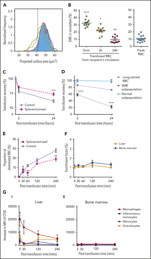 Clearance kinetics of SMEs in splenectomized mice. (A) Typical normalized frequency plots of projected surface area for long-stored mouse RBCs, as observed 5 minutes (green line), 2 hours (yellow line), and 24 hours (red line) after transfusion to a splenectomized mouse. Control fresh RBCs from a nontransfused mouse (blue) are shown as reference. Dashed black vertical line defines gating of SME. (B) Delayed clearance of SMEs in circulation after transfusion in splenectomized mice (n = 10 per group). (C) Posttransfusion recovery of long-stored RBCs is increased at 24 hours after transfusion to splenectomized recipients (dashed line; n = 10) compared with controls (solid line; n = 10). (D) Variable persistence in circulation of long-stored RBCs (lavender dashed line) that contain the 2 complementary subpopulations of SMEs (black dotted line) and morphologically normal RBCs (light blue solid line), computed by combining flow cytometric and Imagestream data, after transfusion in splenectomized mice (n = 10 per group). (E) Decreased proportion of long-stored RBCs that were cleared at 240 minutes posttransfusion in splenectomized recipients (dashed line; n = 6 mice per time point) compared with controls (solid line; n = 8 mice per time point). (F) EF (ratio of transfused CFSE+ RBCs in sliced organ/CFSE+ RBCs in venous blood) 5 to 240 minutes posttransfusion in liver (orange line) and bone marrow (blue line) after transfusion in splenectomized mice (n = 3 mice per time point). (G) Posttransfusion erythrophagocytosis of RBCs in liver (i) and bone marrow (ii), estimated by the increase in MFI of CFSE in macrophages (red lines), monocytes (blue lines), inflammatory monocytes (purple lines), and granulocytes (orange lines) in splenectomized recipients compared with control nontransfused mice (n = 3 mice per time point). Data are presented as means ± standard errors of the mean. *P < .05, **P < .01, ***P < .001, ****P < .0001 by Kruskal-Wallis test compared with fresh RBC condition (B), by Sidak multiple comparisons test comparing, at each time point, recovery (clearance) in splenectomized vs control recipients (C,E), and by Sidak multiple comparisons test comparing, at each time point, recovery of SME subpopulation vs normal subpopulation (D).