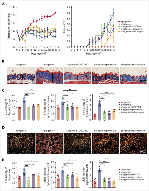Inhibition of WNT signaling by G007-LK, pyrvinium, or salinomycin prevents the clinical features of sclGVHD in the model of B10.D2 (H-2d) → BALB/c (H-2d). (A) Preventive treatment with G007-LK, pyrvinium, or salinomycin impeded weight loss after alloBMT and resulted in a significantly higher body weight (left panel). The clinical composite score for cutaneous cGVHD was lower in mice treated with G007-LK, pyrvinium, or salinomycin compared with sham-treated mice (right panel). (B) Representative trichrome stained images of murine sclGVHD skin (original magnification ×100). WNT inhibitors prevented the histological changes in the dermis in experimental sclGVHD. Dermal thickness is represented by vertical black lines. (C) WNT inhibitors reduced dermal thickening, decreased the hydroxyproline content in the murine skin, and diminished the differentiation of resting dermal fibroblasts into myofibroblasts compared with vehicle-treated mice with allogeneic transplantation. (D) Representative lung sections (original magnification ×200; Sirius Red stain). (E) Fibrotic area, hydroxyproline content, and myofibroblast counts of murine lung (n = 6 mice per group). *P < .5; **P < .05; ***P < .01.