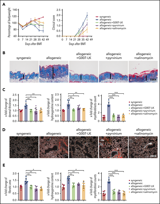 Inhibition of WNT signaling by G007-LK, pyrvinium, or salinomycin prevents the clinical features of sclGVHD in the LP/J (H-2b) → C57BL/6 (H-2b) model. (A) Preventive treatment with G007-LK, pyrvinium, or salinomycin reduced weight loss after alloBMT and resulted in higher body weight (left panel). The clinical composite score for cutaneous cGVHD was lower in mice treated with G007-LK, pyrvinium, or salinomycin compared with vehicle-treated mice (right panel). (B) Representative trichrome-stained images of the skin of sclGVHD mice (original magnification ×100). WNT inhibitors prevented the histological changes in the dermis in experimental sclGVHD. (C) WNT inhibitors reduced dermal thickening, decreased the hydroxyproline content of the skin, and diminished the differentiation of resting fibroblasts into myofibroblasts compared with vehicle-treated mice with allogeneic transplantation. (D) Representative lung sections (original magnification ×200; Sirius Red stain). (E) Fibrotic area, hydroxyproline content, and myofibroblast counts of murine lung (n = 6 mice per group). *P < .5; **P < .05; ***P < .01.
