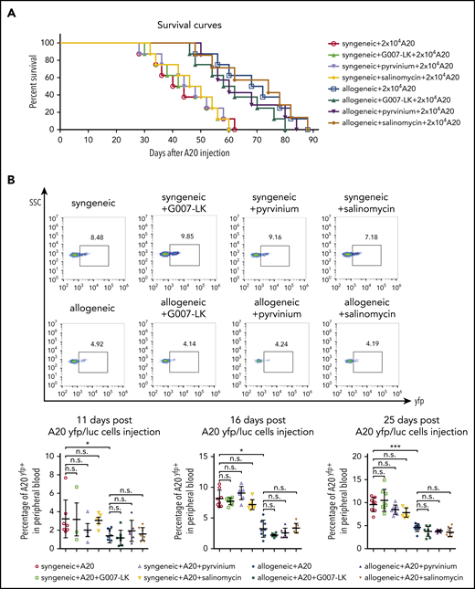 Effects of WNT inhibition on GVL and survival in the A20 leukemia model. (A) In mice injected with 20 000 A20 cells, comparable survival times were noted in G007-LK–, pyrvinium-, salinomycin-, or vehicle-treated mice with syngeneic or allogeneic transplantation. Survival over time is shown as Kaplan-Meier curves. P < .005, allogeneic vs syngeneic. For WNT inhibitor treatment groups, no significant differences compared with vehicle-treated mice (n = 8 mice per group). (B) Percentage of yfp+ tumor cells in the peripheral blood of G007-LK–, pyrvinium-, salinomycin-, or sham-treated mice with syngeneic or allogeneic transplantation injected with A20 yfp/luc cells, as determined by flow cytometry on days 11, 16, and 25 post–A20 injection (n = 8 mice per group). *P < .5; **P < .05; ***P < .01. ns, not significant.