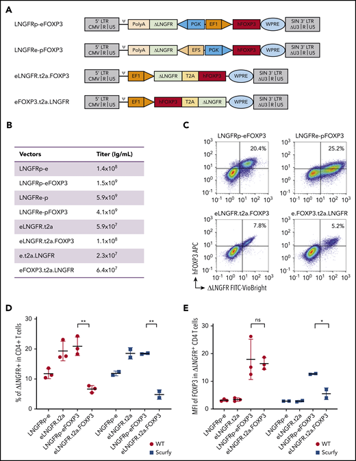 The efficiency of FOXP3 expression by lentiviral vectors. (A) Vector maps showing the design of the 4 vectors and their mock counterparts within the pCCL backbone. Two bidirectional vectors: LNGFRp-eFOXP3 expressing FOXP3 under the control of EF1α promoter and expressing the reporter protein ΔLNGFR under the control of PGK promoter, and its mock counterpart LNGFRp-e, and LNGFRe-pFOXP3 expressing FOXP3 under the control of PGK promoter and expressing the reporter protein ΔLNGFR under the control of the EFS promoter, and its mock counterpart LNGFRe-p. Two bicistronic vectors under the control of EF1 promoter, both based on a self-cleaving T2A sequence: eLNGFR.t2a.FOXP3 and its mock counterpart eLNGFR.t2a and eFOXP3.t2a.LNGFR, and its mock counterpart e.t2a.LNGFR. (B) Quantification of the titers of vector used for transduction. (C) Representative flow cytometry dot plots showing the expression of hFOXP3 and ΔLNGFR on WT murine CD4+ T cells 5 days after transduction with all the constructs expressing FOXP3. The correlation between FOXP3 expression and ΔLNGFR expression was quantified by calculating the Spearman correlation coefficient (r2 = 0.51, 0.54, 0.66, and 0.61 for the LNGFRp-eFOXP3, LNGFRe-pFOXP3, eLNGFR.t2a.FOXP3, and eFOXP3.t2a.LNGFR vectors, respectively). (D) Transduction efficacy quantified as the percentage of ΔLNGFR on day 5 after transduction in WT and scurfy CD4+ T cells. Transduction efficiency was significantly higher with the LNGFRp-eFOXP3 vector than with the LNGFR.t2a.FOXP3 vector for both WT CD4+ T cells and scurfy CD4+ T cells (P = .002 and .007, respectively, in a Mann-Whitney test). In contrast, transduction efficacy with the mock vectors was higher with the T2A construct (P = .02 and .04 in WT and scurfy CD4+ T cells, respectively). n = 3 independent experiments for WT CD4+ T cells and n = 2 independent experiments for scurfy CD4+ T cells. (E) The geometric MFI for FOXP3 expression was quantified on day 5 posttransduction (gated on CD4+ ΔLNGFR+) in WT cells or scurfy cells. The hFOXP3 MFI in WT CD4 T cells was similar with LNGFRp-eFOXP3 and LNGFR.t2a.FOXP3 vectors. The MFI was significantly higher in scurfy CD4 T cells transduced with the LNGFRp-eFOXP3 vector than in the same cell type transduced with LNGFR.t2a.FOXP3 (P = .04 in a Mann-Whitney test). n = 3 independent experiments for WT CD4+ T cells and n = 2 independent experiments for scurfy CD4+ cells. ψ, psi packaging element; *P < .05; **P < .01; APC, allophycocyanine; CMV, cytomegalovirus; FITC, fluorescein isothiocyanate; LTR, long terminal repeat; ns, not significant; PolyA, polyadenylation sequence; SIN, self-inactivating; WPRE, woodchuck hepatitis virus posttranscriptional regulatory element.