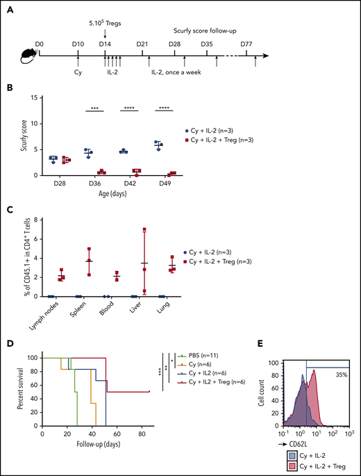 A specific combination of Cy conditioning, IL-2 treatment, and Treg transfer rescues scurfy syndrome. (A) Rescue of scurfy mice. Scurfy male mice (XSf/Y.Rag1+/− on a CD45.2 background) were conditioned by an intraperitoneal injection of 50 mg/kg Cy on day 10 and then received 5 × 105 congenic CD45.1 WT Tregs on day 14. Next, 1000 IU/g IL-2 was injected intraperitoneally once a day for 5 days and then once a week. In an initial experiment, all mice were euthanized on day 50 for flow cytometry analysis. Survival was analyzed in a second experiment (n = 3 mice per group). (B) The scurfy disease score was rated (as described in “Materials and methods”) in Treg-treated mice and vehicle (PBS)-treated mice. Differences were apparent after day 31 (P = .003 in a Mann-Whitney test) and after day 38 (P < .001). (C) Flow cytometry analysis of CD45.1 chimerism, gated on CD4+ T cells in the lymph nodes, spleen, blood, liver, and lung. IL (n = 3 mice per group). (D) Survival of scurfy mice untreated (PBS), treated with Cy only (Cy), Cy and IL-2 (Cy+IL-2+PBS or Cy, IL-2, and 5 × 105 Tregs (Cy+IL-2+Treg). There was a significant difference (P = .0004 in a log-rank test) between Cy+IL-2+PBS and Cy+IL-2+Treg groups (n = 6 mice per group). (E) A representative flow cytometry histogram of CD62L expression, gated on CD4+ T cells in mice that had received Treg or vehicle (n = 3 mice per group). ***P < .001; ****P < .0001.