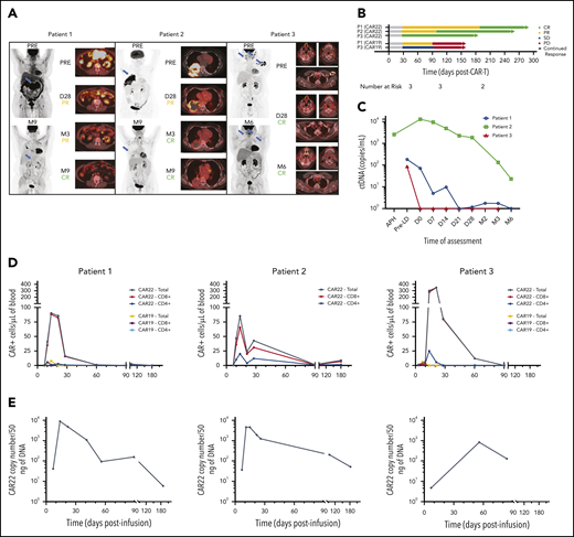 CAR22 cells expand and persist in vivo and induce complete clinical responses associated with reductions in ctDNA. (A) Maximum-intensity projections (MIPs) and PET-CT composite cross-sectional imaging for primary index lesions at specified assessment time points after infusion of CAR22 therapy. Two-dimensional MIP images are shown on the left of each panel, with blue arrows indicating index lesions shown in the cross-sectional imaging to the right. Response classifications at each time point are according to Lugano criteria. (B) Swimmer plot demonstrating late conversion of PR to CR in P1 and P2, as well as durability compared with prior CAR19 responses of P1 and P3. (C) ctDNA levels were consistently reduced after CAR22 therapy. CAR+ T-cell expansion and persistence as measured by flow cytometry (D) and quantitative PCR (E) measurements in all patients. CD8+ T cells were the predominant subset expanding in vivo, and CAR+ cells remained detectable in circulation up to 6 months. APH, apheresis; D28, day 28 after infusion; M3, day 90 after infusion; M6, day 180 after infusion; M9, day 270 after infusion; PD, progressive disease; PRE, preinfusion/baseline assessment; Pre-LD, pre-lymphodepletion chemotherapy; SD, stable disease.