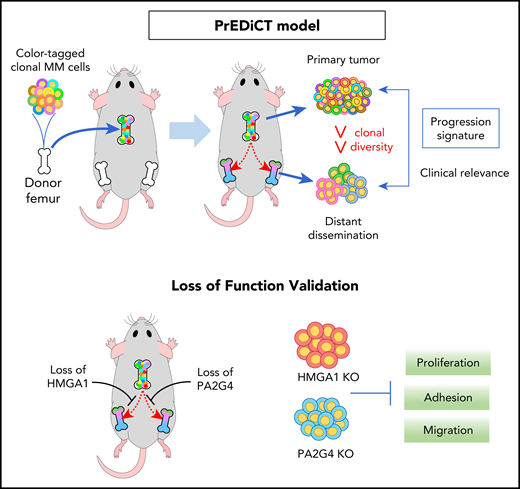 In the MM PrEDiCT (Progression through Evolution and Dissemination of Clonal Tumor Cells) model, human myeloma cell lines are injected into an isolated mouse bone, which is then implanted subcutaneously into an immunodeficient SCID-beige mouse. The implanted bone graft provides the crucial bone marrow microenvironment for the growth of the myeloma tumor cells in vivo. The labeling of individual myeloma tumor cells, with either a fluorescent tag system or via lentiviral DNA barcoding, enables tracking of the growth and dissemination of individual tumor cells and their progeny in an in vivo setting. Gene expression analysis of the primary and disseminated tumor in this model can reveal clinically relevant genes that may play an important role in the pathogenesis of myeloma. See the visual abstract in the article by Shen et al that begins on page 2360.