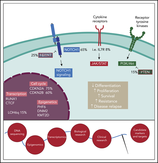 Exploring the oncogenetic landscape of T-LBL to identify candidate markers for disease progression and relapse. Frequent alterations found in T-LBL lead to uncontrolled activation of oncogenetic pathways, including NOTCH1, JAK-STAT, and PI3K/Akt. Additionally, deletion of cell-cycle repressors CDKN2A and CDKN2B or LOH6q elicit cell proliferation and suppress apoptosis. Mutations of transcription factors and epigenetic regulators reshape cell identity and sustain malignant cell expansion and disease progression. Alterations frequencies are indicated for the main events. Integrative approaches combining next-generation DNA sequencing, epigenomics, and transcriptomics have to be engaged. Such investigations are required to determine the oncogenetic drivers of T-LBL and candidate markers of clinical outcomes, notably the treatment response and relapse risk. LOH6q, loss of heterozygosity at chromosome 6q.