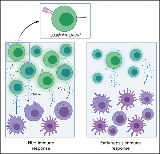 In HLH, an increased proportion of CD38high/HLA-DR+ T cells produce cytokines (eg, TNF and IFN-γ) that drive the activation of innate immune cells, such as macrophages, natural killer cells, and dendritic cells. In early sepsis, there is limited to no evidence of CD8 T-cell activation, nor is there increased expression of CD38 or HLA-DR on T cells. The figure was created with BioRender.com.