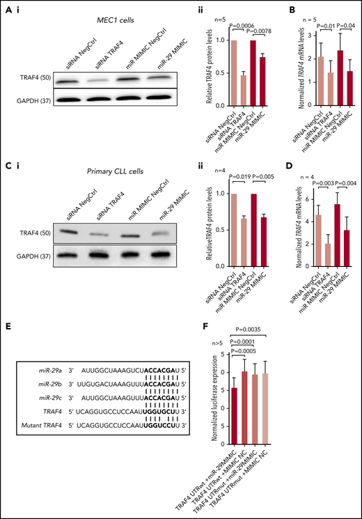 Validation of TRAF4 as a target of miR-29. (Ai) Representative example of immunoblot for TRAF4 levels in MEC1 cells transfected (72 hours) with siRNA against TRAF4 (siRNA TRAF4), control siRNA (siRNA NegCtrl), artificial miR-29c (miR-29 MIMIC), or control miRNA (miR MIMIC NegCtrl). (Aii) Densitometric quantification of TRAF4 levels for independent replicates of the experiment (n = 5) described in panel Ai. (B) Analysis of TRAF4 mRNA levels in MEC1 cells transfected by synthetic miR-29 or siRNA against TRAF4 (n = 5) as described in panel A. (Ci) Representative example of immunoblot analysis for TRAF4 levels in primary CLL cells transfected (72 hours) with siRNA against TRAF4 (siRNA TRAF4), control siRNA (siRNA NegCtrl), artificial miR-29c (miR-29 MIMIC), or control miRNA (miR MIMIC NegCtrl). (Cii) Densitometric quantification of TRAF4 protein levels for independent replicates of the experiment (n = 4) described in panel Ci. (D) Analysis of TRAF4 mRNA expression in primary CLL cells transfected by synthetic miR-29 or siRNA against TRAF4 (n = 4) as described in panel Ci. (E) Alignment of miR-29a/b/c with 3′UTR of TRAF4 mRNA (at position 161-167). (F) Luciferase activity in HEK293FT cells cotransfected with psiCHECK2 vector containing the cloned 3′UTR region of TRAF4 encoding the putative miR-29 binding site at position 161-167 (TRAF4 UTRwt) and either artificial miR-29c (miR-29 MIMIC) or control miRNA (mimic NC), or containing a cloned mutated 3′UTR of TRAF4 (TRAF4 UTRmut; (G>C at position 165) and either artificial miR-29c (miR-29 MIMIC) or control miRNA (mimic NC). Renilla activity was measured 24 hours after transfection, and activity was normalized to the endogenous firefly control of the psiCHECK2 vector (n > 5). In all experiments, the differences were compared by paired t test. The error bars indicate SEM.