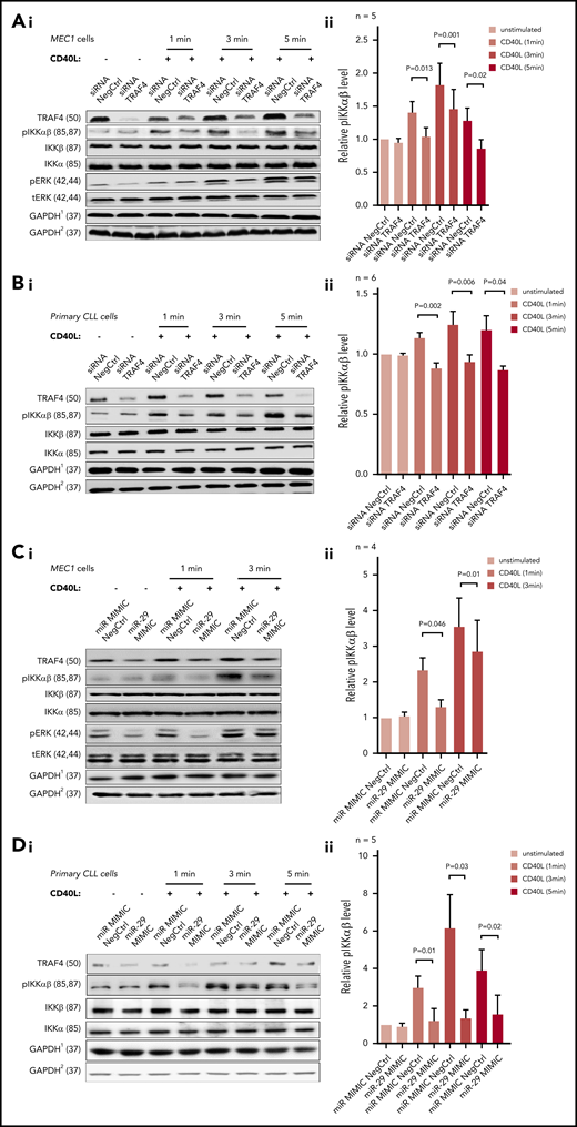 miR-29 targets TRAF4 involved in CD40-mediated NF-κB signaling. (Ai) Representative example of an immunoblot for MEC1 cells transfected with siRNA against TRAF4 (siRNA TRAF4) or negative control (siRNA NegCtrl). Seventy-two hours after transfection, the cells were stimulated with CD40L (1 µg/mL) for indicated period of time and harvested for analysis by immunoblotting. (Aii) Densitometric quantification of pIKKα/β levels for replicates of the experiment (n = 5) described in panel Ai. (Bi) Representative example of immunoblot of primary CLL cells transfected with siRNA against TRAF4 (siRNA TRAF4) or negative control (siRNA NegCtrl). Seventy-two hours after transfection, the cells were stimulated with CD40L (1 µg/mL) for indicated period of time and harvested for analysis by immunoblotting. (Bii) Densitometric quantification of pIKKα/β levels for replicates of the experiment (n = 6) described in panel Bi. (Ci) Representative example of immunoblot for MEC1 cells transfected with artificial miR-29c (miR-29 MIMIC) or negative control (miR MIMIC NegCtrl). Seventy-two hours after transfection, the cells were stimulated with CD40L (1 µg/mL) and harvested for analysis by immunoblotting. (Cii) Densitometric quantification of pIKKα/β levels for independent replicates of the experiment (n = 4) described in panel Ci. The error bars indicate the standard error of the mean. (Di) Representative example of immunoblot for primary CLL cells transfected with artificial miR-29c (miR-29 MIMIC) or negative control (miR MIMIC NegCtrl). Seventy-two hours after transfection, the cells were stimulated with CD40L (1 µg/mL) and harvested for analysis by immunobloting at the indicated time points. (Dii) Densitometric quantification of pIKKα/β levels for replicates of the experiment (n = 5) described in panel Di. (A-D) Each of the immunoblots contains 2 endogenous controls (GAPDH) marked by upper index, because for technical reasons, pIKK, TRAF4, pERK, and total ERK (+ loading control GAPDH1) were analyzed on first gel and tIKKα and tIKKβ (+ loading control GAPDH2) on the second gel (identical protein loading and conditions). In all experiments, the statistical difference was tested using a paired t test, and the error bars indicate SEM.